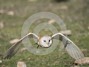 Barn owl Tyto alba flying in a falconry exhibition