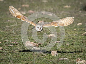 Barn owl Tyto alba flying in a falconry exhibition