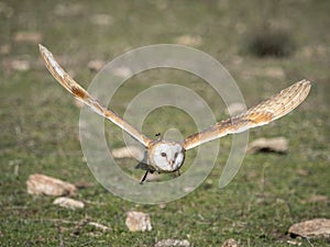 Barn owl Tyto alba flying in a falconry exhibition