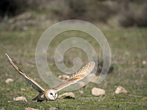 Barn owl Tyto alba flying in a falconry exhibition