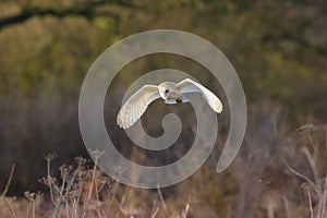 Barn Owl Tyto alba flying, in flight, hunting or quartering