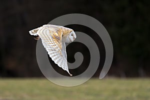 barn owl (Tyto alba) flying just above the ground