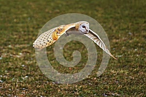 barn owl (Tyto alba) while flying low over the ground