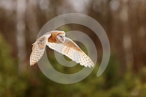 barn owl (Tyto alba) flying next to the forest
