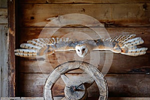 Barn owl Tyto alba flying in an old barn