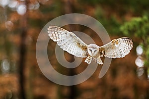 barn owl (Tyto alba) flying out of the woods