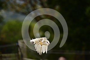 Barn owl (Tyto alba) flying in a park