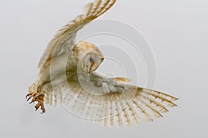 Barn Owl Tyto Alba flying portrait against white background