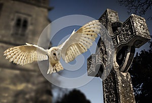 Barn Owl (Tyto alba) - Graveyard in England
