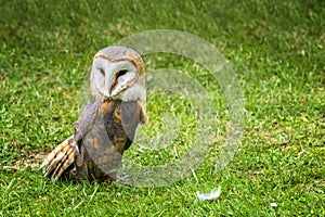 Barn owl Tyto alba on green grass â€“ closeup portrait