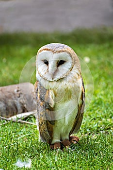 Barn owl Tyto alba on green grass â€“ closeup portrait