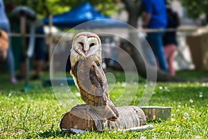 Barn owl Tyto alba on green grass â€“ closeup portrait