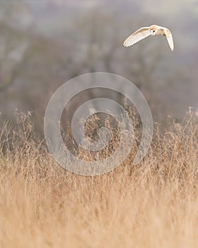 Barn Owl, tyto alba, hovering over long grass meadow hunting. West Yorkshire, UK