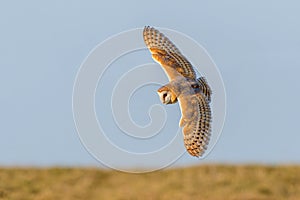 Barn Owl - Tyto alba hunting for prey.