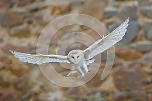 Barn owl, Tyto alba, with nice wings flying above stone wall, light bird landing in the old castle, animal in the urban habitat,