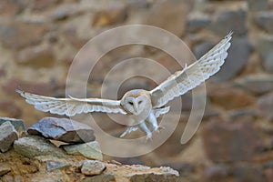 Barn owl, Tyto alba, with nice wings flying on stone wall, light bird landing in the old castle, animal in the urban habitat