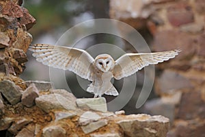Barn owl, Tyto alba, with nice wings flying on stone wall, light bird landing in the old castle, animal in the urban habitat, Unit