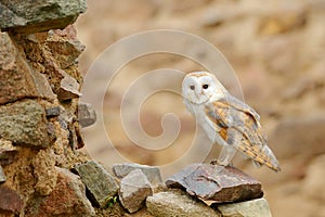 Barn owl, Tyto alba, with nice wings, landing on stone wall, light bird flying in the old castle, animal in the urban habitat.