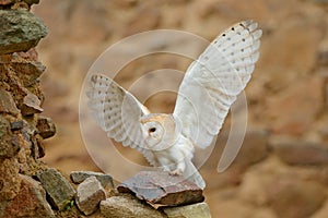 Barn owl, Tyto alba, with nice wings, landing on stone wall, light bird flying in the old castle, animal in the urban habitat.