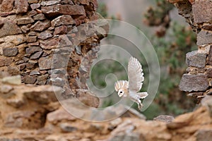 Barn owl, Tyto alba, with nice wings, landing on stone wall, light bird flying in the old castle, animal in the urban habitat.