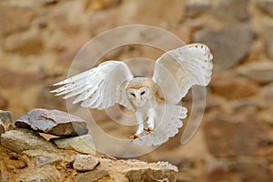Barn owl, Tyto alba, with nice wings, landing on stone wall, light bird flying in the old castle, animal in the urban habitat. photo