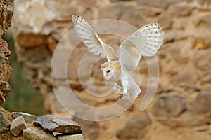 Barn owl, Tyto alba, with nice wings, landing on stone wall, light bird flying in the old castle, animal in the urban habitat. photo