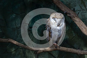 Barn owl Tyto alba on a perch