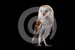 Barn Owl Tyto alba, on perch looking left. Low key