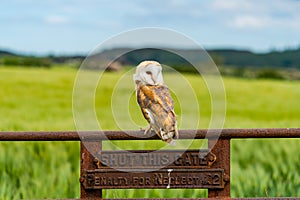 Barn owl Tyto alba photo