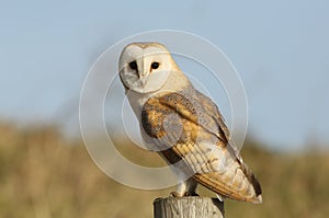 A Barn Owl (Tyto alba) perched on a post.