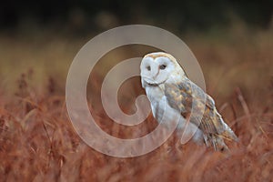 Barn Owl, Tyto alba, perched in red grass in the evening. Owl with a heart-shaped face. Wildlife scene from nature.