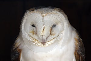 Barn owl Tyto alba portrait