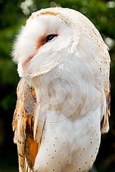 Barn Owl or Tyto alba Profile view of a young owl as it looks to the side