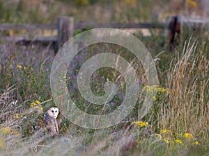 Barn owl, Tyto alba