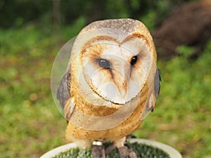 Barn owl Tyto alba sits quietly and calmy