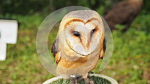 Barn owl Tyto alba sits quietly and calmy