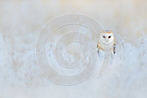 Barn Owl, Tyto alba, sitting on the rime white grass in the morning. Wildlife bird scene from nature. Cold morning sunrise, animal