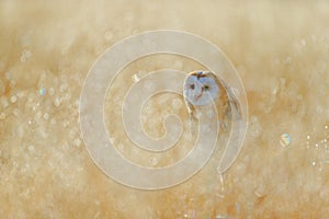 Barn Owl, Tyto alba, sitting on the rime white grass in the morning. Wildlife bird scene from nature. Cold morning sunrise, hidden