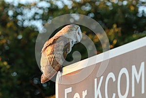 A Barn Owl, Tyto alba, sitting on a signpost by the side of the road in early morning light.