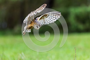 barn owl (Tyto alba) stopped in midair