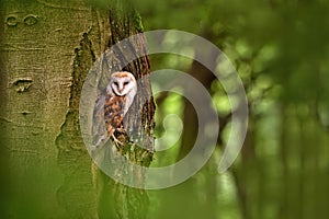 Barn owl Tyto alba in the tree cavity photo