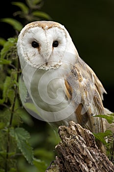 Barn Owl (Tyto alba) - United Kingdom photo