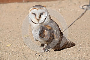 Barn owl (Tyto alba). photo
