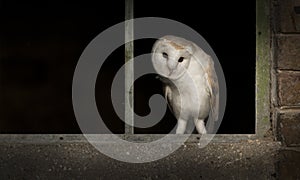 Barn Owl in Window