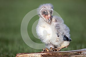 Barn Owlet