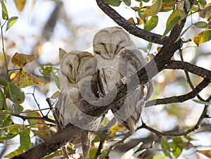 Barn owls