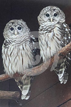 Barn owls in the Catoctin Zoo in Western Maryland.