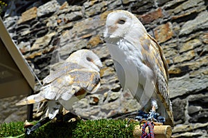 Barn owls Latin name Tyto alba