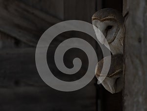 Barn owls looking out