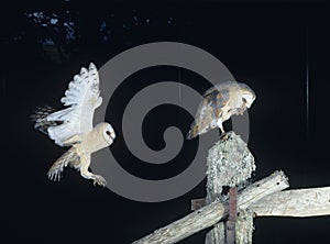 Barn owls perching on fence post photo